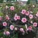 Hibiskus bagienny 'Summer Storm' (Hibiscus moscheutos)